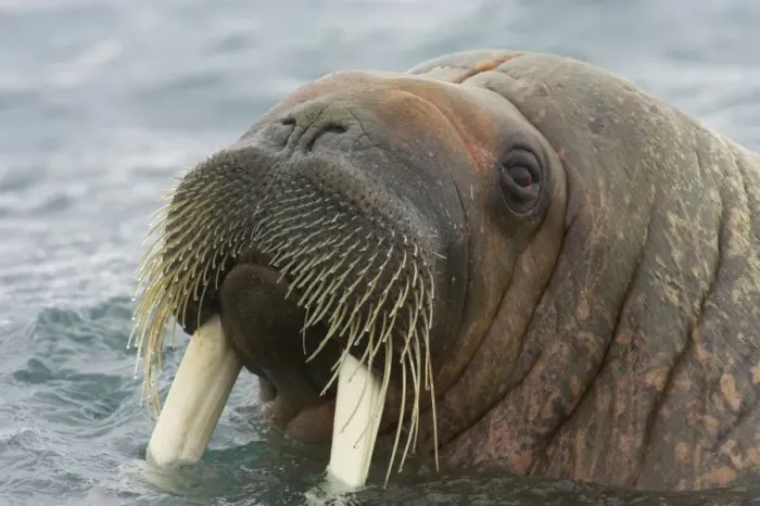 Framed Print : Atlantic Walrus (Odobenus rosmarus rosmarus) adult male, close-up of head, at surface of sea, Spitsbergen, Svalbard Framed Print : Atlantic Walrus (Odobenus rosmarus rosmarus) adult male, close-up of head, at surface of sea, Spitsbergen, Svalbard