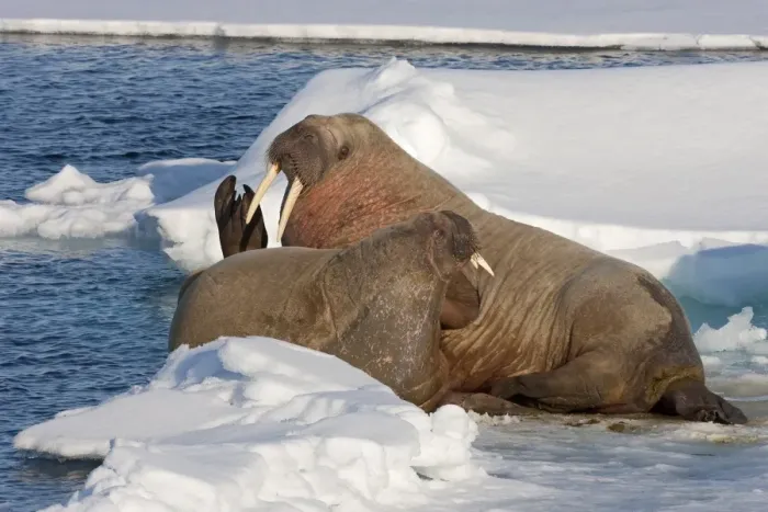 Framed Print : Atlantic Walrus (Odobenus rosmarus rosmarus) adult pair, resting on ice, off Kong Karls Land, Svalbard, July Framed Print : Atlantic Walrus (Odobenus rosmarus rosmarus) adult pair, resting on ice, off Kong Karls Land, Svalbard, July