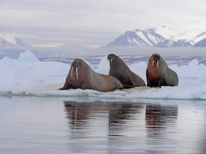 Framed Print : Atlantic Walrus (Odobenus rosmarus rosmarus) three adults, resting on ice floe, Svalbard, July Framed Print : Atlantic Walrus (Odobenus rosmarus rosmarus) three adults, resting on ice floe, Svalbard, July