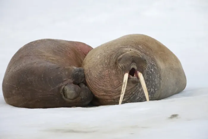 Framed Print : Atlantic Walrus (Odobenus rosmarus rosmarus) two adults, yawning, resting on ice floe, Spitsbergen, Svalbard, august Framed Print : Atlantic Walrus (Odobenus rosmarus rosmarus) two adults, yawning, resting on ice floe, Spitsbergen, Svalbard, august