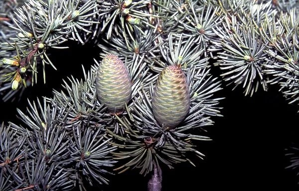 Atlas Cedar (Cedrus atlantica) Leaf and cone - May