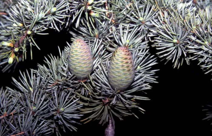 Framed Print : Atlas Cedar (Cedrus atlantica) Leaf and cone - May Framed Print : Atlas Cedar (Cedrus atlantica) Leaf and cone - May