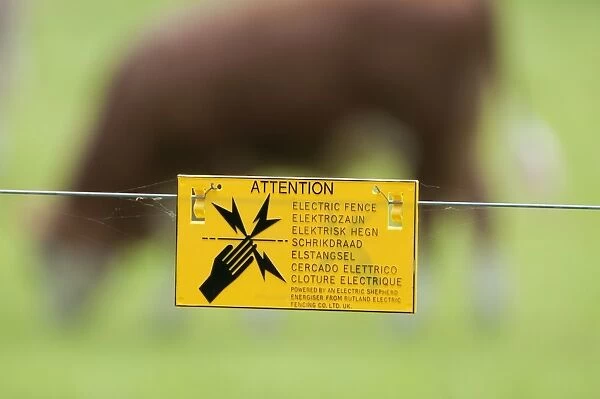 Attention, Electric Fence sign on electric fence wire, with cattle grazing on pasture in background, Norfolk, England