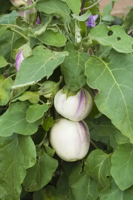 Framed Print : Aubergine (Solanum melongena) round variety fruit, growing in garden vegetable plot Framed Print : Aubergine (Solanum melongena) round variety fruit, growing in garden vegetable plot