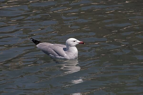 Audouins Gull on the Ebro delta, Spain