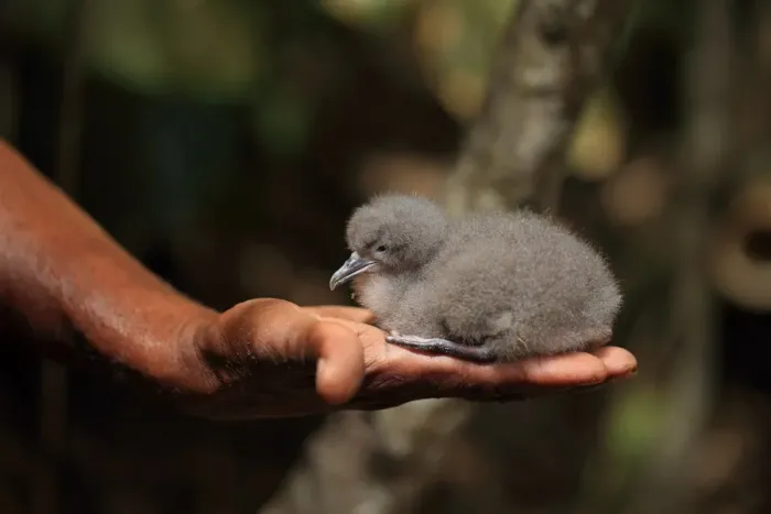 Framed Print : Audubons Shearwater (Puffinus lherminieri lherminieri) chick, sitting on human hand, Tobago, Trinidad and Tobago, April Framed Print : Audubons Shearwater (Puffinus lherminieri lherminieri) chick, sitting on human hand, Tobago, Trinidad and Tobago, April