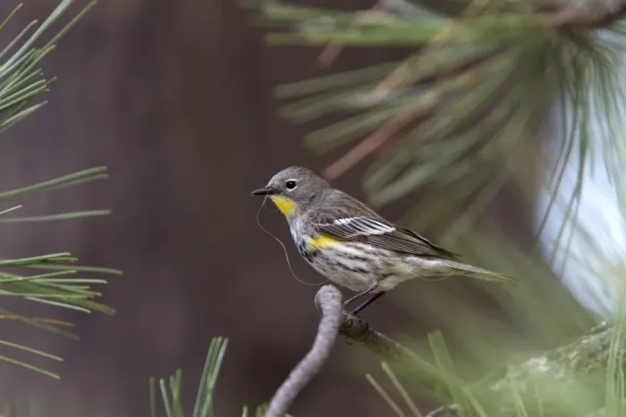 Framed Print : Audubons Yellow rumped Warbler, Female with nesting matteral, Utah USA