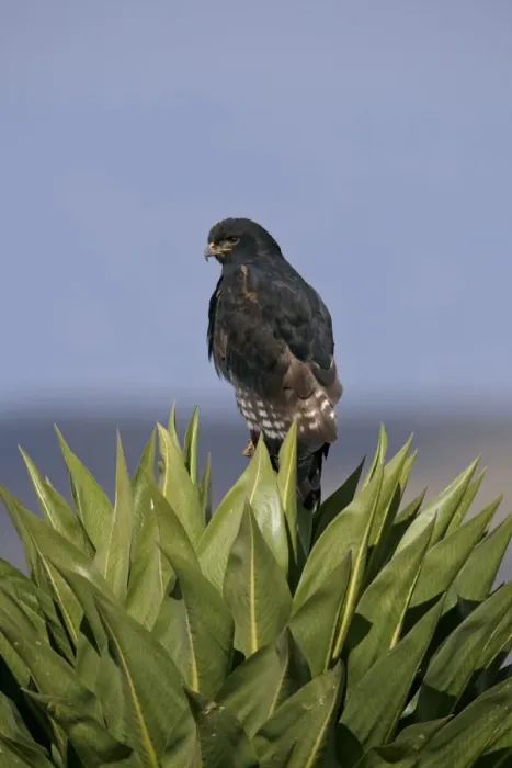 Framed Print : Augur Buzzard (Buteo augur) dark morph, adult, perched on giant lobelia, Bale Mountains, Oromia, Ethiopia Framed Print : Augur Buzzard (Buteo augur) dark morph, adult, perched on giant lobelia, Bale Mountains, Oromia, Ethiopia