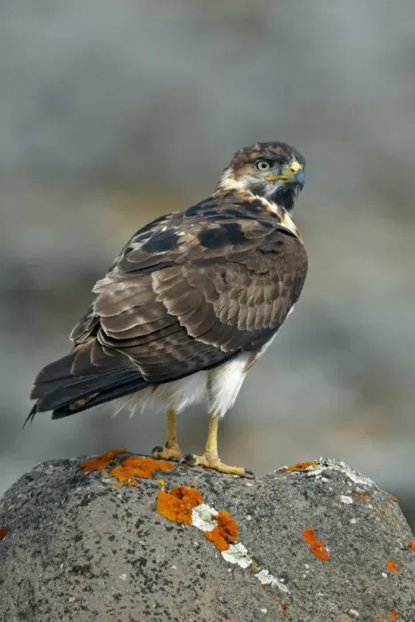 Framed Print : Augur Buzzard (Buteo augur) immature, standing on rock, Bale Mountains, Oromia, Ethiopia Framed Print : Augur Buzzard (Buteo augur) immature, standing on rock, Bale Mountains, Oromia, Ethiopia