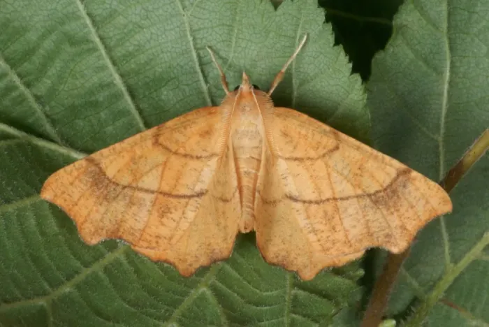 Framed Print : August Thorn (Ennomos quercinaria) adult, resting on leaf in ancient woodland, Gelli Hir Wood Nature Reserve Framed Print : August Thorn (Ennomos quercinaria) adult, resting on leaf in ancient woodland, Gelli Hir Wood Nature Reserve