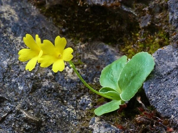 Auricula (Primula auricula) flowering, growing in crevise of limestone, Dolomites, Italian Alps, Italy, June
