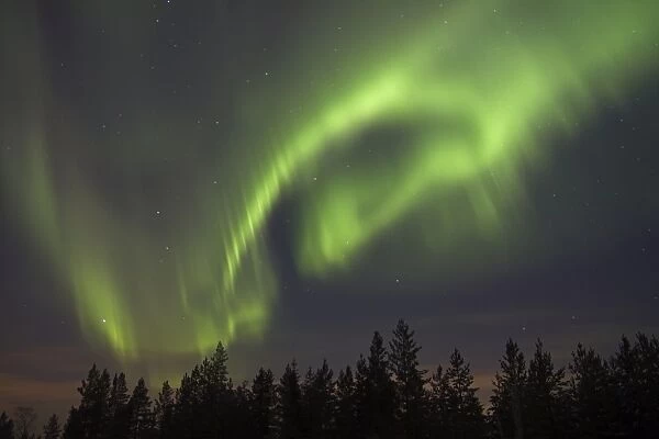 Aurora Borealis, over coniferous forest at night, Finland, february