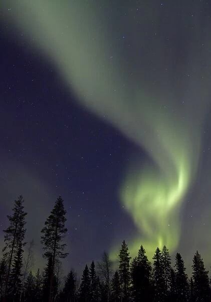 Aurora Borealis, over coniferous forest at night, Finland, march