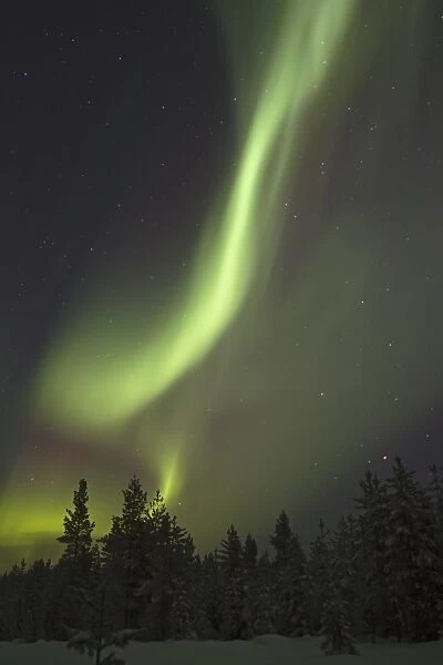 Aurora Borealis, over snow covered coniferous forest at night, Finland, february