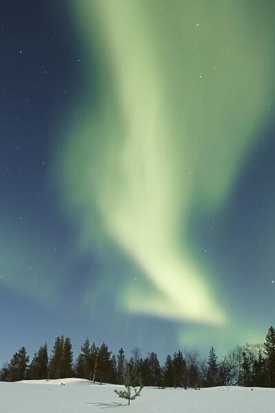 Aurora Borealis, over snow covered coniferous forest at night, Northern Finland, March