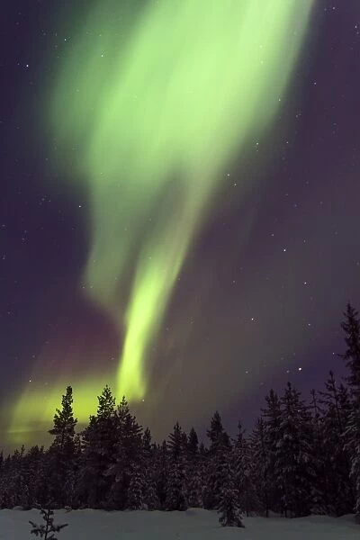 Aurora Borealis, over taiga forest at night, Finland, January