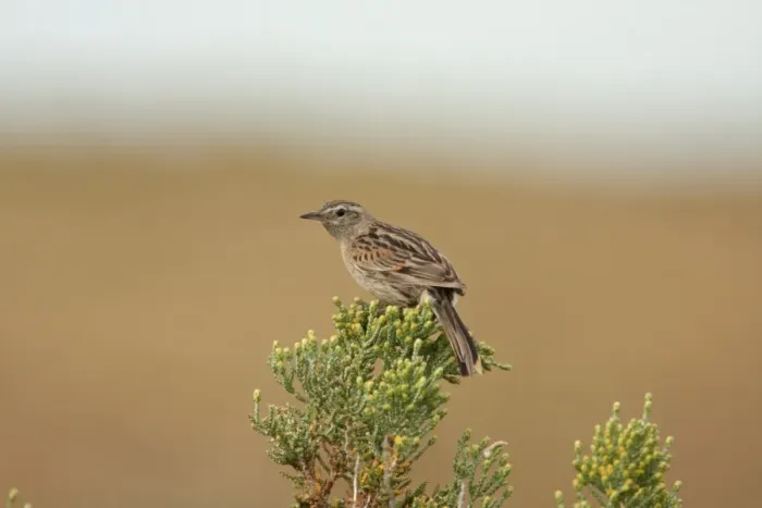 Framed Print : Austral Canastero (Asthenes anthoides) adult, perched on bush, Rio Gallegos, Santa Cruz, Argentina, november Framed Print : Austral Canastero (Asthenes anthoides) adult, perched on bush, Rio Gallegos, Santa Cruz, Argentina, november