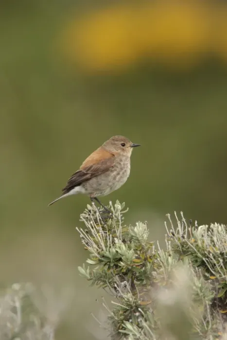 Framed Print : Austral Negrito (Lessonia rufa) adult female, perched on bush, Beagle Channel, Tierra del Fuego, Argentina, december Framed Print : Austral Negrito (Lessonia rufa) adult female, perched on bush, Beagle Channel, Tierra del Fuego, Argentina, december