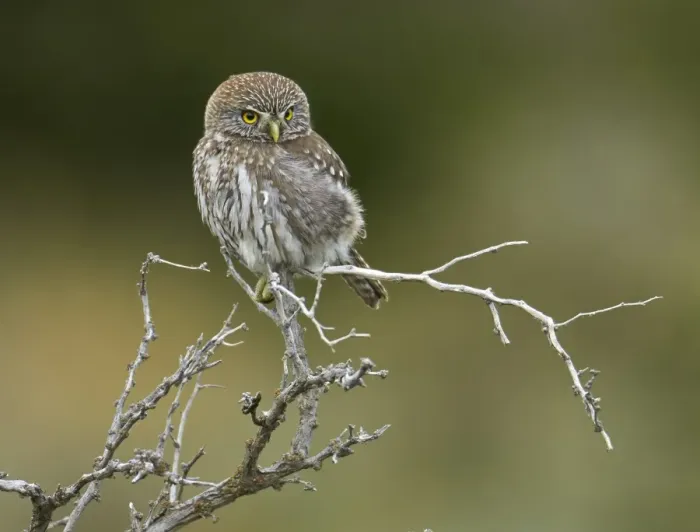Framed Print : Austral Pygmy-owl (Glaucidium nana) adult, rear view of head showing false eye markings, perched on branch Framed Print : Austral Pygmy-owl (Glaucidium nana) adult, rear view of head showing false eye markings, perched on branch