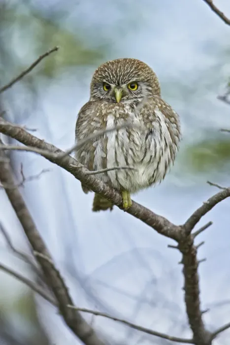 Framed Print : Austral Pygmy-owl (Glaucidium nana) adult, perched on branch, Torres del Paine N. P. Southern Patagonia, Chile, November Framed Print : Austral Pygmy-owl (Glaucidium nana) adult, perched on branch, Torres del Paine N. P. Southern Patagonia, Chile, November