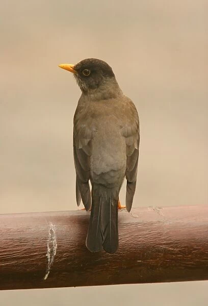 Austral Thrush (Turdus falcklandii magellanicus) adult, perched on railing, Puyhuehue N. P. Central Chile, november