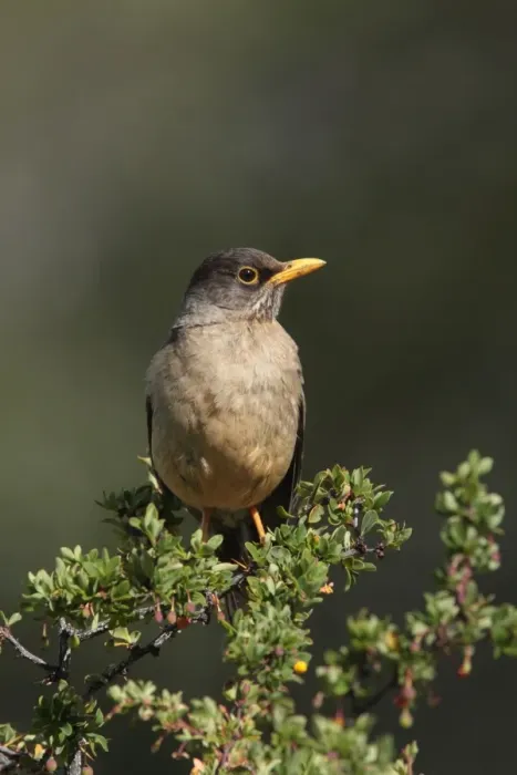 Framed Print : Austral Thrush (Turdus falcklandii magellanicus) adult, perched in bush, El Chalten, Santa Cruz, Argentina, november Framed Print : Austral Thrush (Turdus falcklandii magellanicus) adult, perched in bush, El Chalten, Santa Cruz, Argentina, november