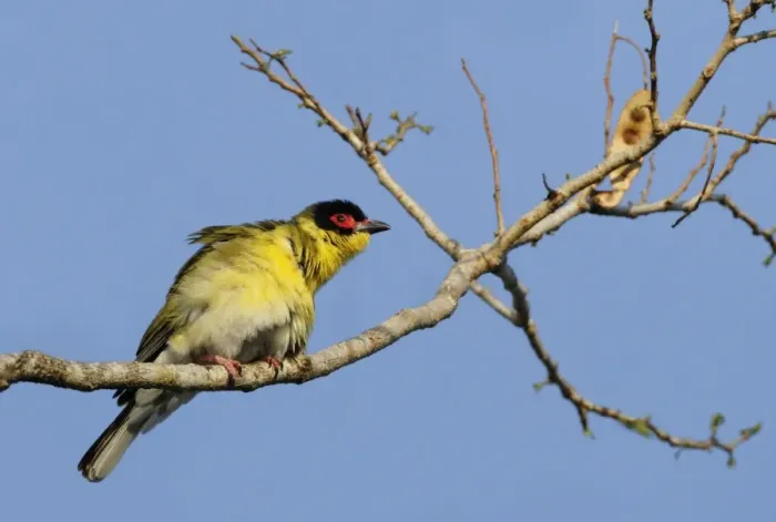 Framed Print : Australasian Figbird (Sphecotheres vieilloti flaviventris) Yellow Figbird subspecies, adult male, perched on branch Framed Print : Australasian Figbird (Sphecotheres vieilloti flaviventris) Yellow Figbird subspecies, adult male, perched on branch
