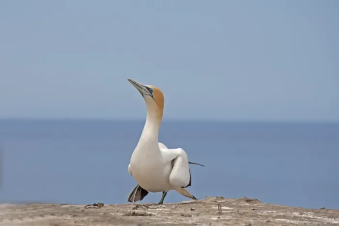 Framed Print : Australasian Gannet (Morus serrator) adult, walking on clifftop, Cape Kidnappers, Hawke's Bay, North Island, New Zealand, november