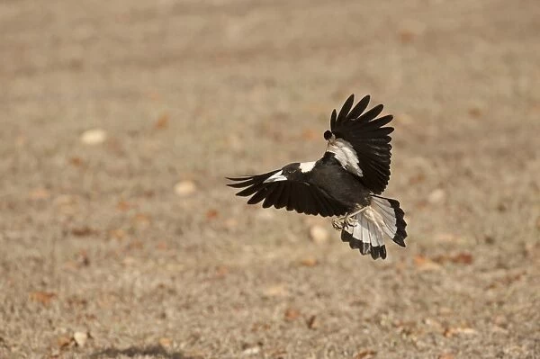 Australasian Magpie (Gymnorhina tibicen) adult, in flight, landing on ground, Queensland, Australia