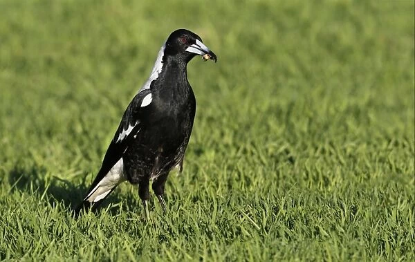 Australasian Magpie (Gymnorhina tibicen) adult, feeding, with insect in beak, standing on grass, Western Australia