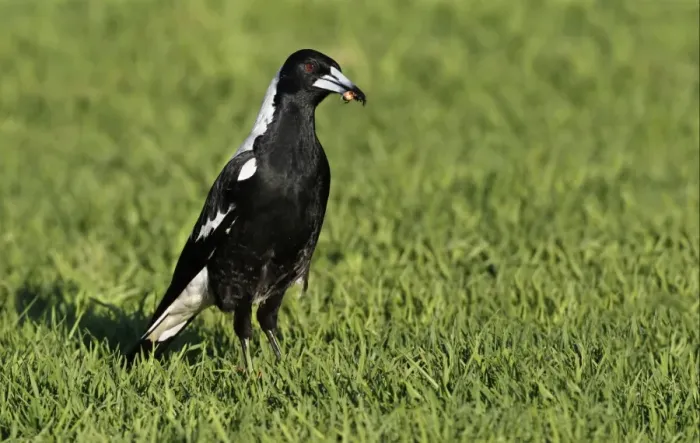 Framed Print : Australasian Magpie (Gymnorhina tibicen) adult, feeding, with insect in beak, standing on grass, Western Australia