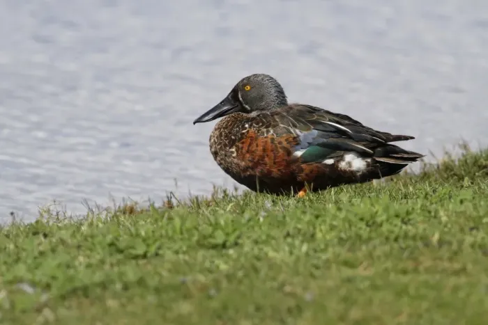 Framed Print : Australasian Shoveler (Anas rhynchotis) adult male, standing at edge of water, Perth, Western Australia, Australia Framed Print : Australasian Shoveler (Anas rhynchotis) adult male, standing at edge of water, Perth, Western Australia, Australia