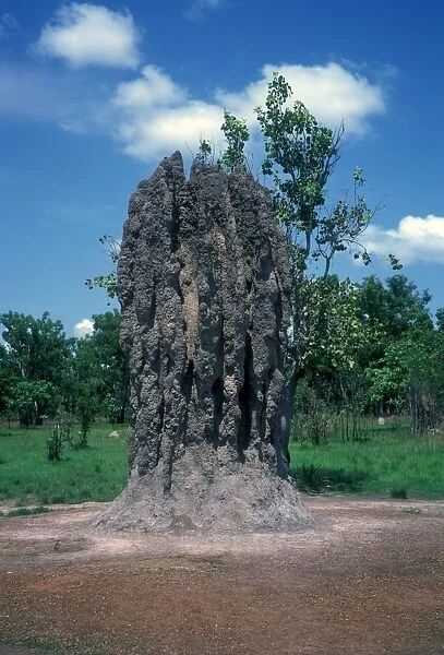 Australia - Termite Tower showing fin like construction which helps cool nest area, Kakadu NP