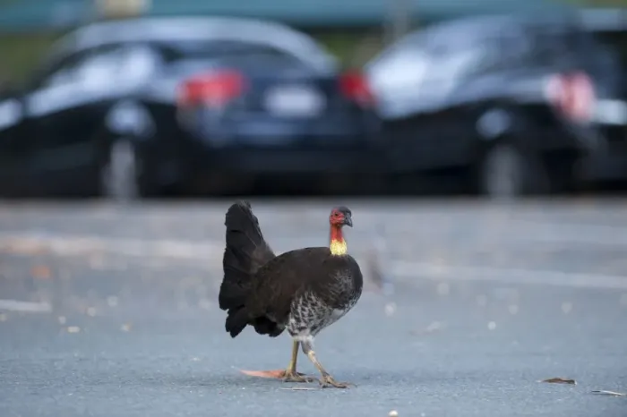 Framed Print : Australian Brush-turkey (Alectura lathami) adult, walking in carpark, Noosa, Queensland, Australia