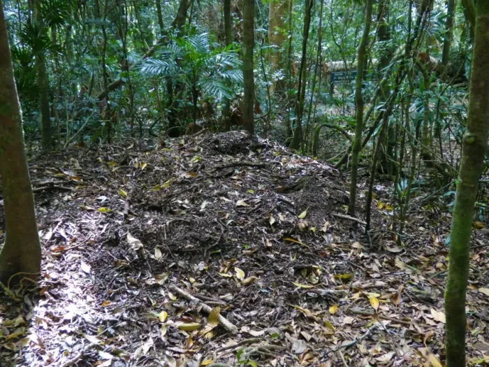 Framed Print : Australian Brush-turkey (Alectura lathami) nest mound in forest, Atherton Tableland, Great Dividing Range, Queensland Framed Print : Australian Brush-turkey (Alectura lathami) nest mound in forest, Atherton Tableland, Great Dividing Range, Queensland