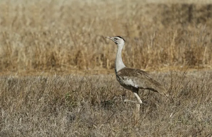 Framed Print : Australian Bustard (Ardeotis australis) adult female, walking in open fields, Bustard Downs, Atherton Tableland