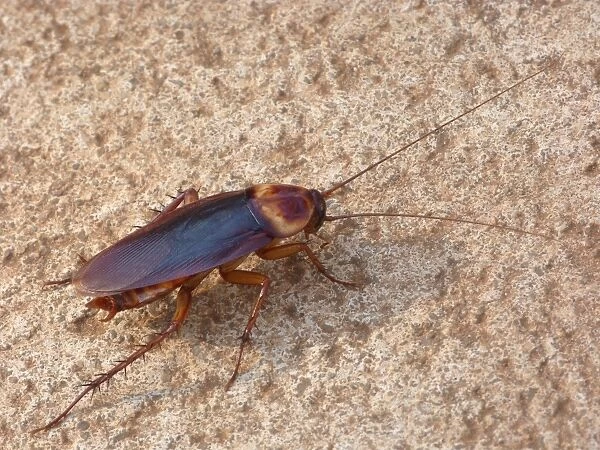 Australian Cockroach (Periplaneta australasiae) adult, walking on ground beside house, Western Australia, Australia