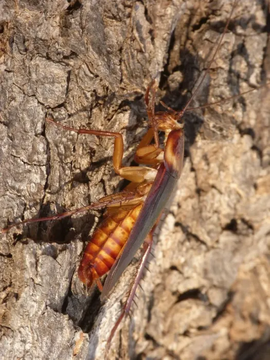 Framed Print : Australian Cockroach (Periplaneta australasiae) adult, cleaning front legs, basking on bark in early morning sunshine Framed Print : Australian Cockroach (Periplaneta australasiae) adult, cleaning front legs, basking on bark in early morning sunshine