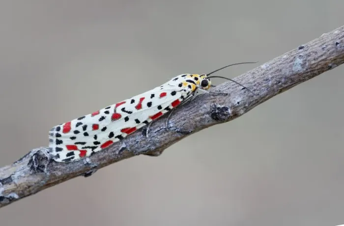 Framed Print : Australian Crimson Footman (Utethesia lotrix) adult, resting on twig, Uluru-Kata Tjuta N. P Framed Print : Australian Crimson Footman (Utethesia lotrix) adult, resting on twig, Uluru-Kata Tjuta N. P