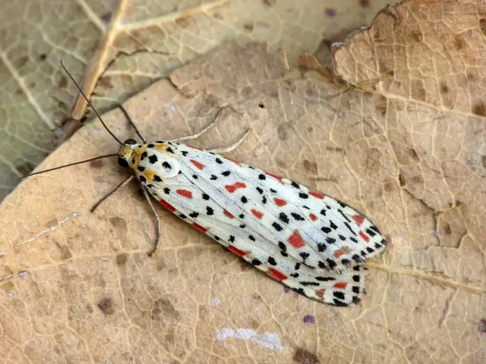 Framed Print : Australian Crimson Footman (Utethesia lotrix) adult, resting on leaf litter, Western Australia, Australia Framed Print : Australian Crimson Footman (Utethesia lotrix) adult, resting on leaf litter, Western Australia, Australia