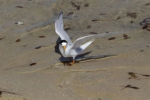Australian Fairy Tern (Sterna nereis nereis) adult, with wings spread, standing in shallow water on sand bank