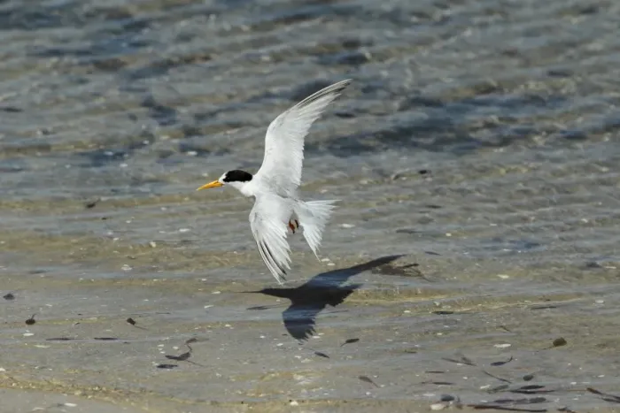 Framed Print : Australian Fairy Tern (Sterna nereis nereis) adult, in flight, taking off from shallow water on sand bank Framed Print : Australian Fairy Tern (Sterna nereis nereis) adult, in flight, taking off from shallow water on sand bank