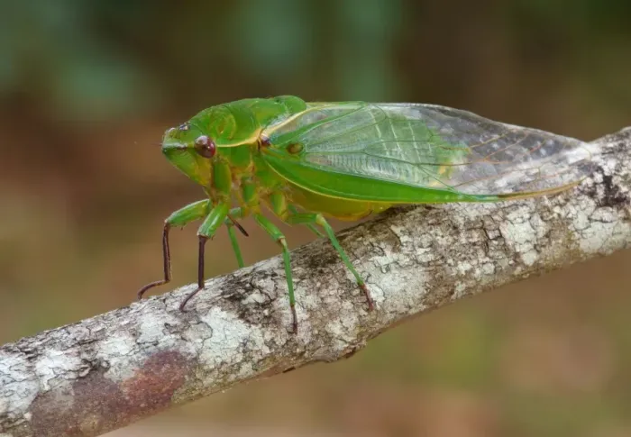 Framed Print : Australian Green Grocer Cicada (Cyclochila australasiae) Green Monday form, adult, resting on twig, Atherton Tableland Framed Print : Australian Green Grocer Cicada (Cyclochila australasiae) Green Monday form, adult, resting on twig, Atherton Tableland