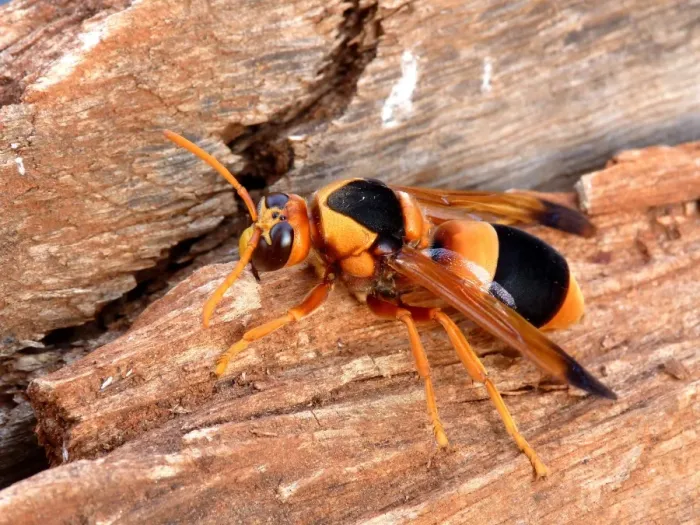 Framed Print : Australian Hornet (Abispa ephippium) adult, resting on dead wood, Northern Territory, Australia, september Framed Print : Australian Hornet (Abispa ephippium) adult, resting on dead wood, Northern Territory, Australia, september
