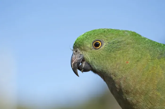 Framed Print : Australian King Parrot (Alisterus scapularis) adult female, close-up of head, Lamington N. P. Queensland, Australia
