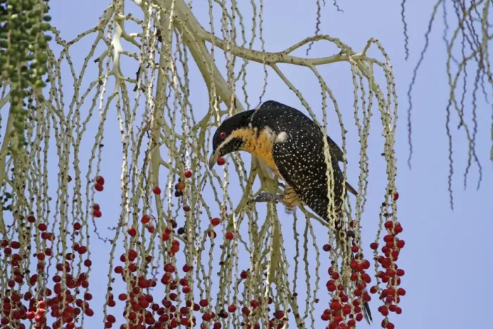 Framed Print : Australian Koel (Eudynamys cyanocephala) adult female, feeding on fruit in palm tree, Daintree N. P