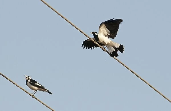 Australian Magpie-lark (Grallina cyanoleuca) adult male and female, calling and displaying, perched on overhead wires