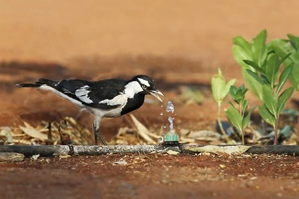 Australian Magpie-lark (Grallina cyanoleuca) adult male, drinking from leaking hosepipe, Northern Territory, Australia