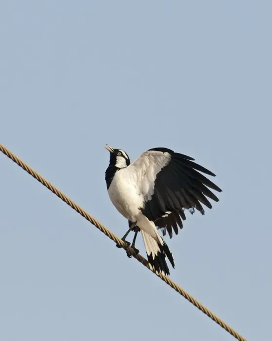 Framed Print : Australian Magpie-lark (Grallina cyanoleuca) adult male, calling and displaying, perched on overhead wire, Queensland, Australia Framed Print : Australian Magpie-lark (Grallina cyanoleuca) adult male, calling and displaying, perched on overhead wire, Queensland, Australia