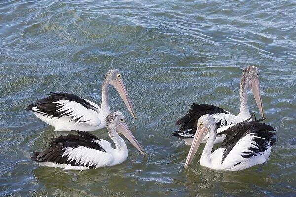 Australian Pelican (Pelecanus conspicillatus) four adults, non-breeding plumage, swimming, Kangaroo Island
